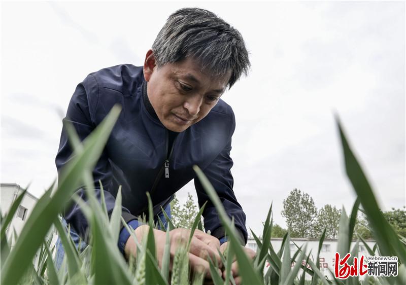 种子诞生记①：一粒小麦的“强筋梦”