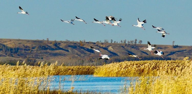 吉林波罗湖国家级自然保护区迎来大批“国宝级”鸟类回迁