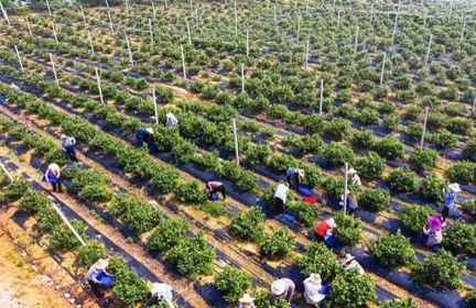 安徽省安庆市怀宁县蓝莓产业做出特色
