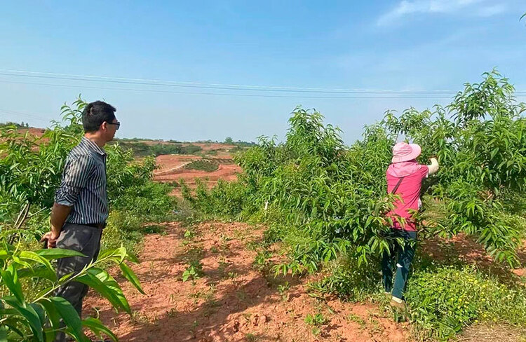 自贡自流井:新乡贤带头解锁乡村振兴密码 让村民搭上致富车_fororder_3丁香村水果产业丰富
