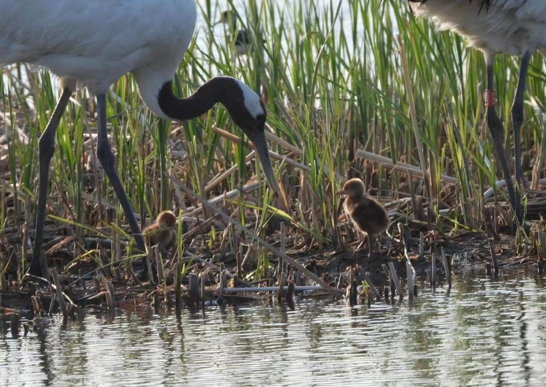 锦州大凌河口湿地:野生丹顶鹤宝宝破壳而出