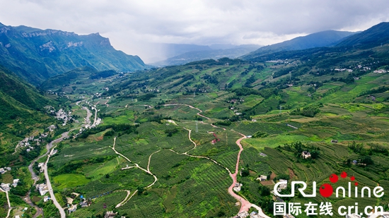 贵州六盘水市的农业猴桃产业先行区示范区建设如火如荼