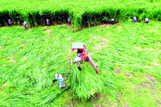 (中首)贵州黔西:牧草产业稳增收