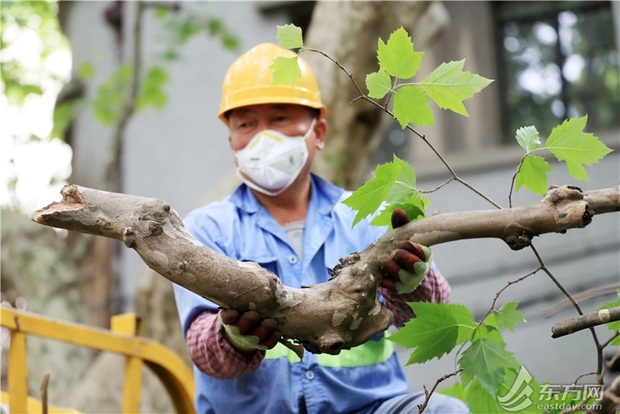 为树木“理发” 为花卉“换妆”绿化养护抓紧“窗口期”