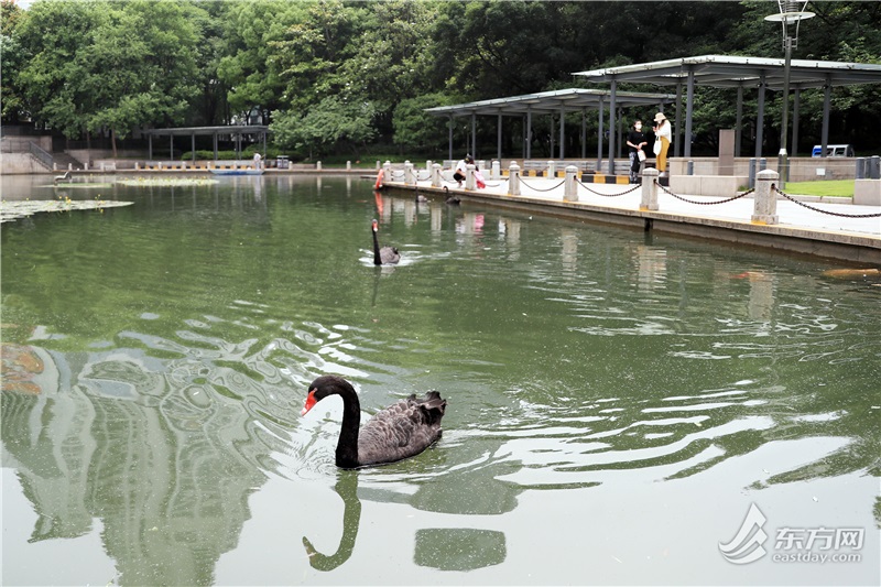 徐家汇公园黑天鹅热情欢迎游客