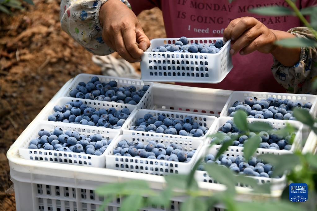 青岛：蓝莓丰收采摘忙