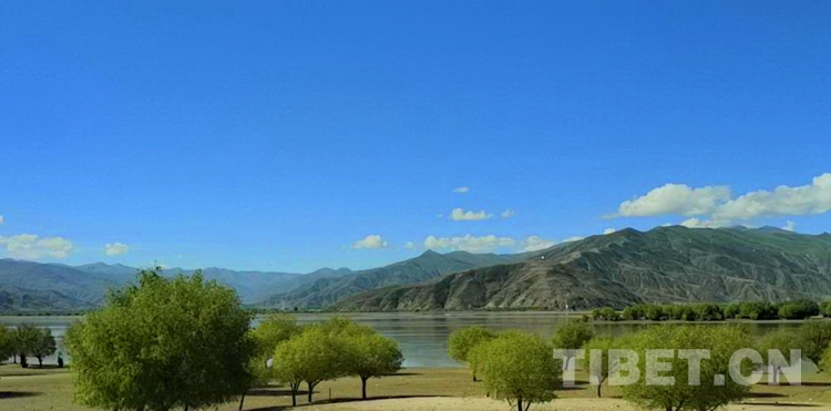 近40年4500万棵树 西藏山南用绿色逼退黄沙