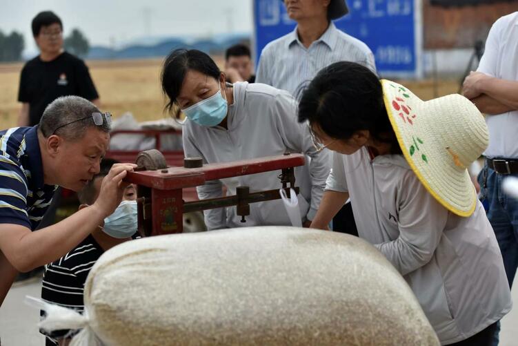 亩产981公斤！“邯郸麦种”刷新全国小麦单产记录