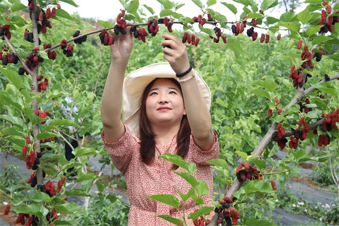 安康石泉:悠悠夏日长 小城风光好_fororder_游客体验桑葚采摘