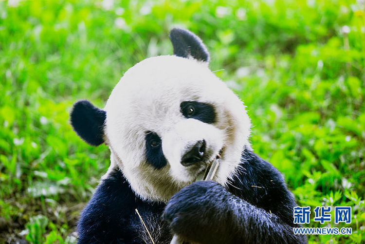 中国最北大熊猫馆开馆 “复工”熊猫乐翻天