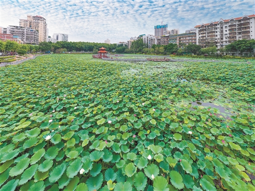 广西梧州：赏荷正当时 不负好时光