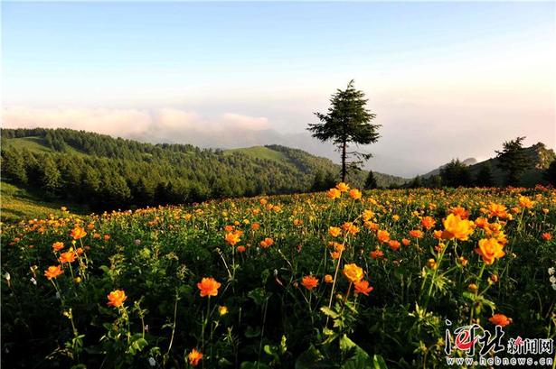 大河之北·森林草原篇：草木葱茏