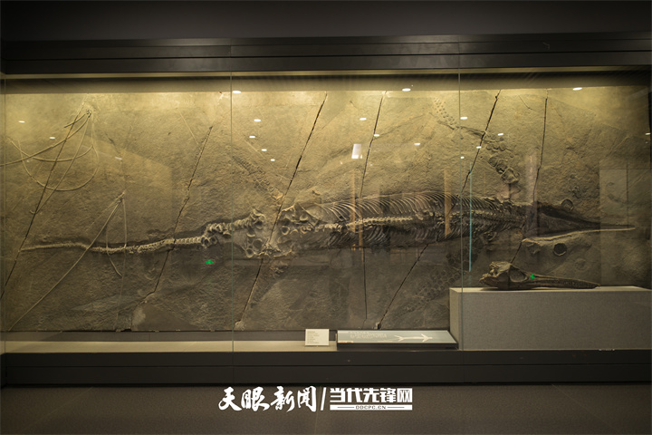 留学生走进贵州省地质博物馆探寻动物生命起源