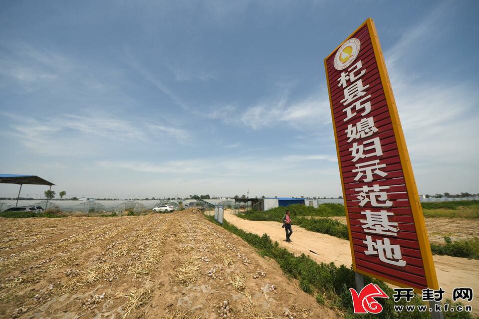 开封杞县:大棚蔬菜喜获丰收