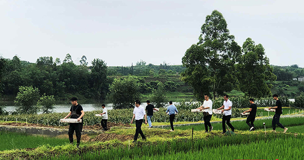 自贡沿滩:“稻虾种养”双轨跑 芒种稳粮增收农家忙_fororder_1投放虾苗