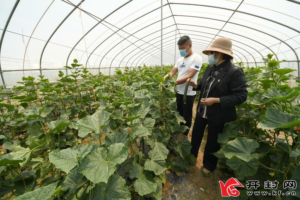 开封杞县大棚蔬菜喜获丰收