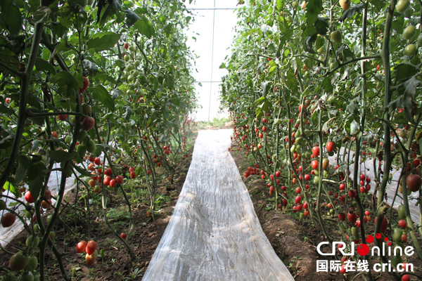 图片默认标题_fororder_贫困村认购的蔬菜大棚