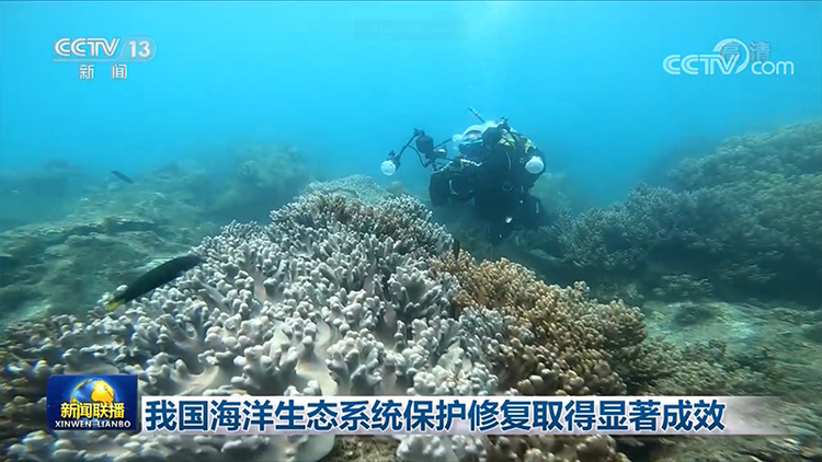 我国海洋生态系统保护修复取得显著成效
