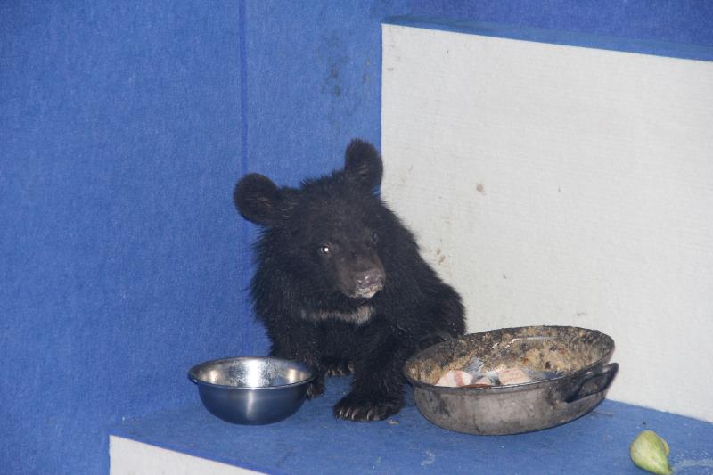 吉林天桥岭森林公安局救助放生一只野生小黑熊