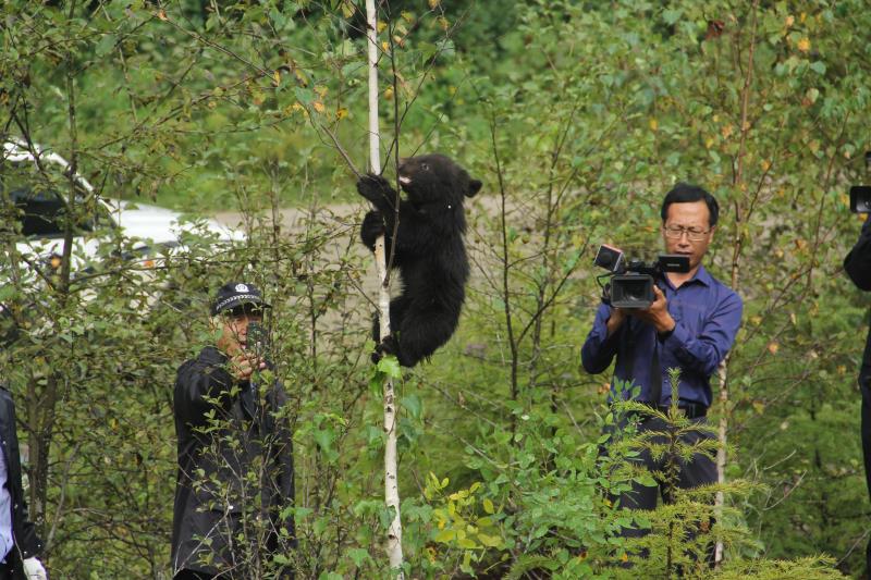 吉林天桥岭森林公安局救助放生一只野生小黑熊