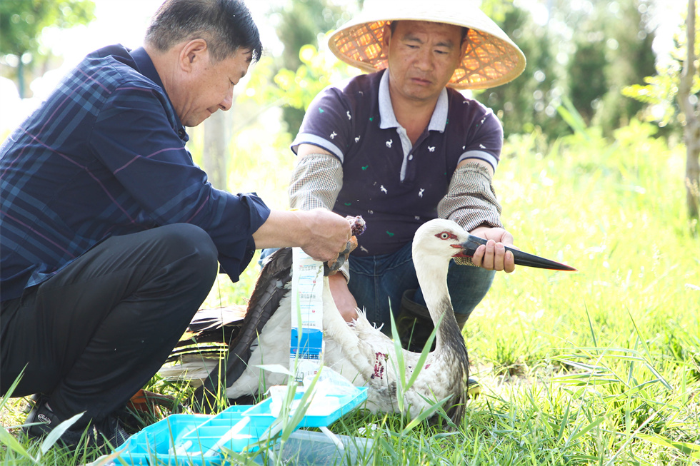 山东寿光：守护折翼东方白鹳