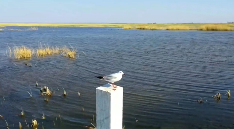 波罗湖国家级自然保护区迎来大批“国宝级”鸟类回迁