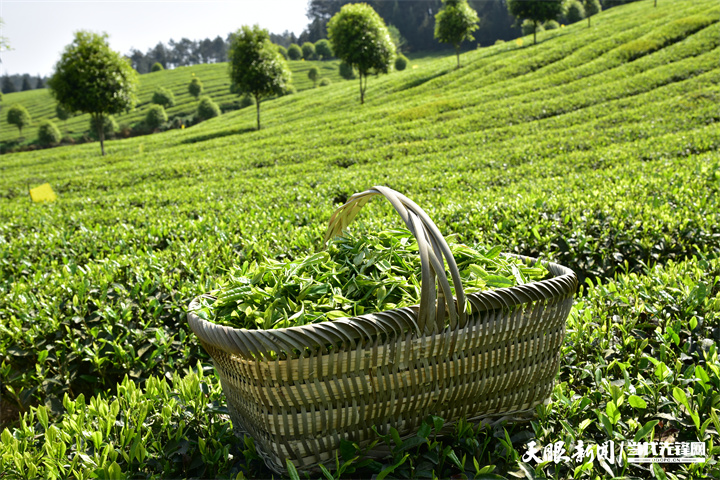（中首）世界绿茶看中国，中国绿茶看贵州：将贵州茶传得更远更广