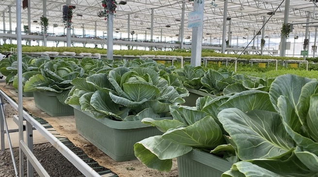 趙雲莎記者が伝えるチベットの今―①ガル県「康楽新居」の幸せな生活_fororder_3