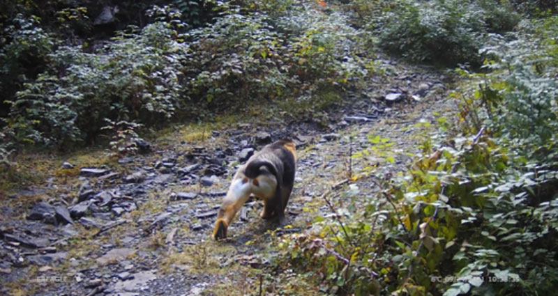 大熊猫、金丝猴再现成都大邑九里岗区域 昔日的矿区又成动物家园_fororder_红外相机拍摄到的金丝猴背影-供图-大熊猫国家公园大邑管护总站