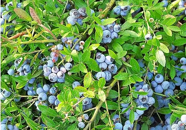 白山靖宇：蓝莓花开引蜂来