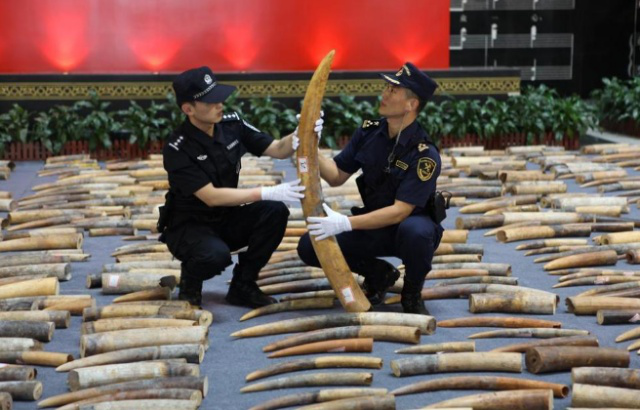 【中国那些事儿】非媒：中非合作打击野生动物走私成果丰硕
