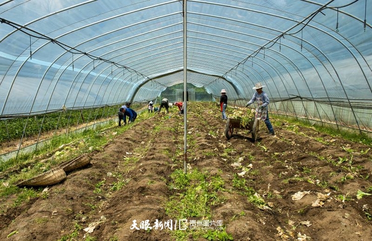 (中首)贵州赫章:党建引领助推乡村振兴