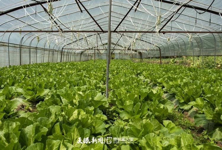 (中首)贵州赫章:党建引领助推乡村振兴