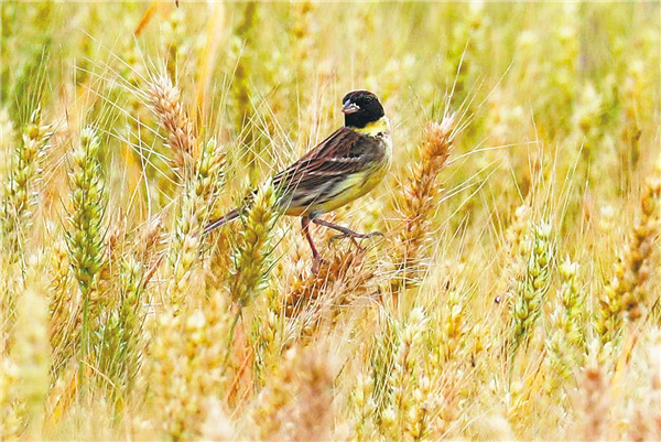 湖北大别山地区首次发现红嘴相思鸟_fororder_02