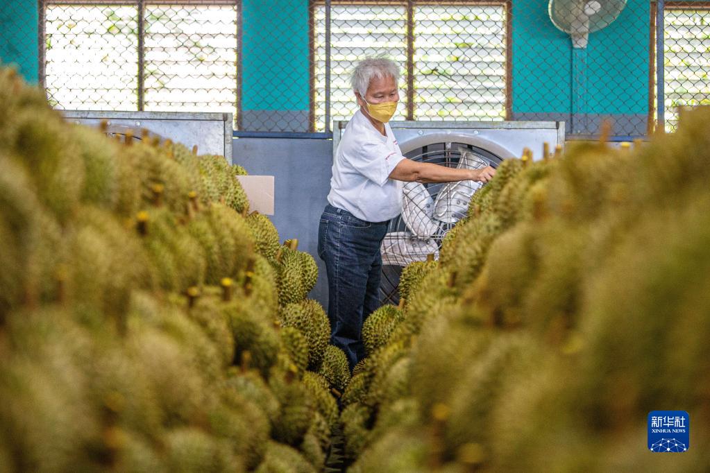 让更多中国人吃到泰国榴莲——RCEP给泰国果农扩大出口带来新期盼