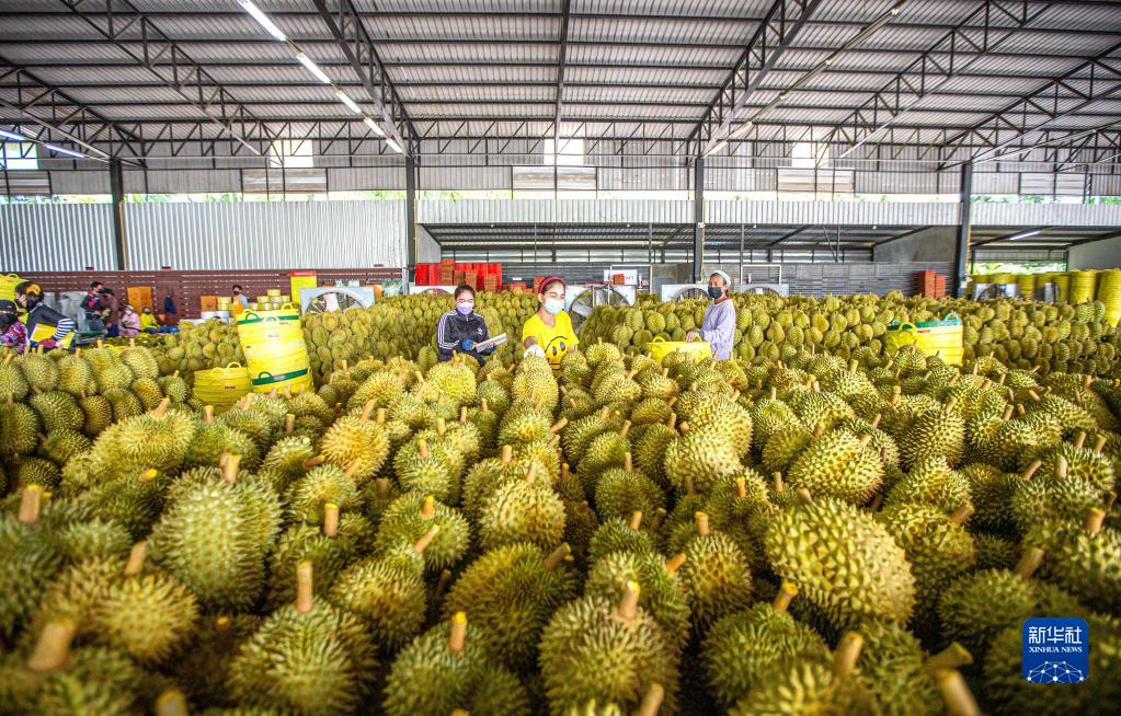 让更多中国人吃到泰国榴莲——RCEP给泰国果农扩大出口带来新期盼
