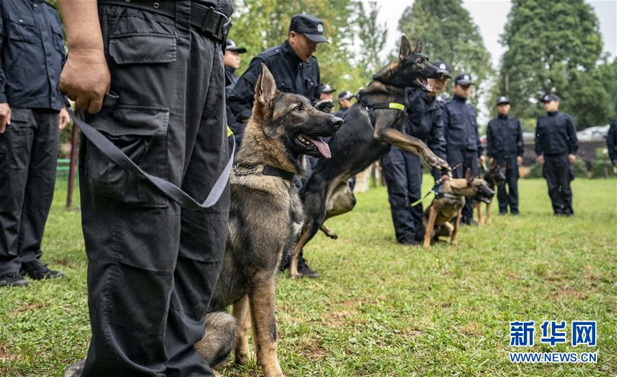 我国首只警用工作克隆犬“昆勋”入警