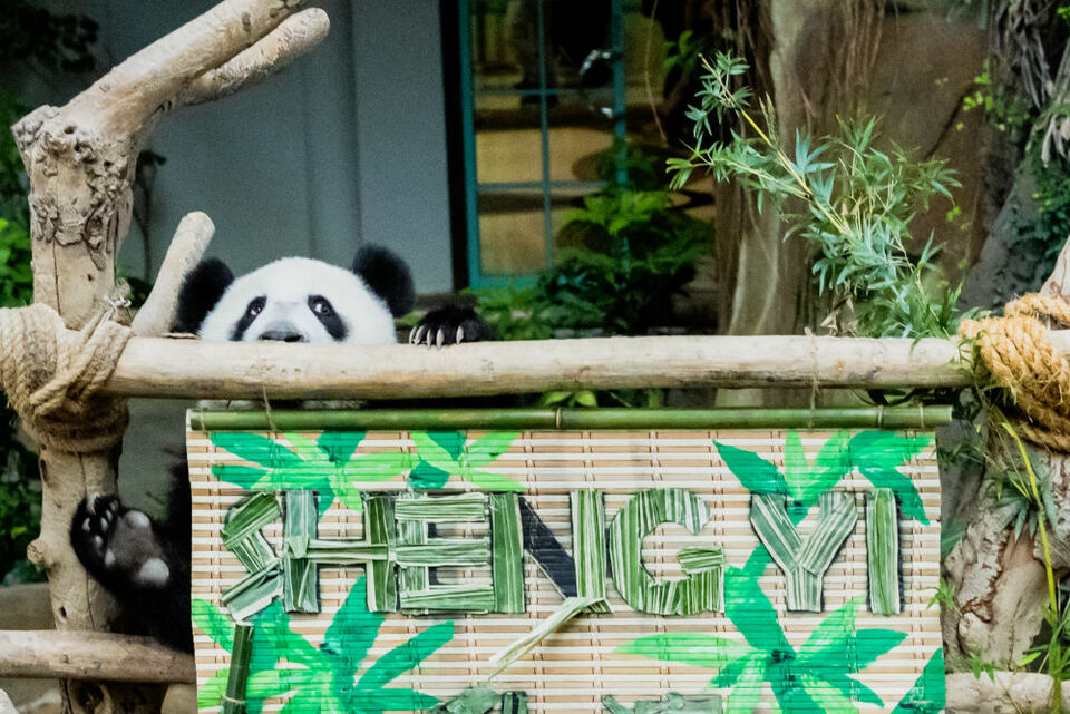 全球连线 | 中国旅马大熊猫“靓靓”的第三只宝宝取名“升谊”