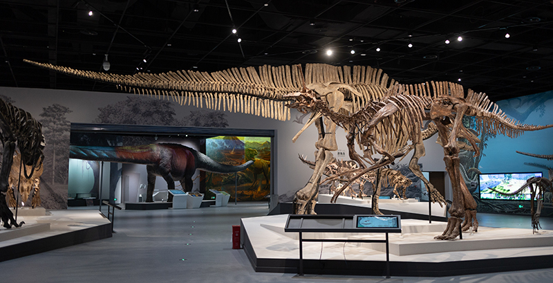 （最大 附链接）成都自然博物馆竣工验收 亚洲最大的恐龙化石现身_fororder_成都自然博物馆内景图-供图--成都市住房和城乡建设局-(1)