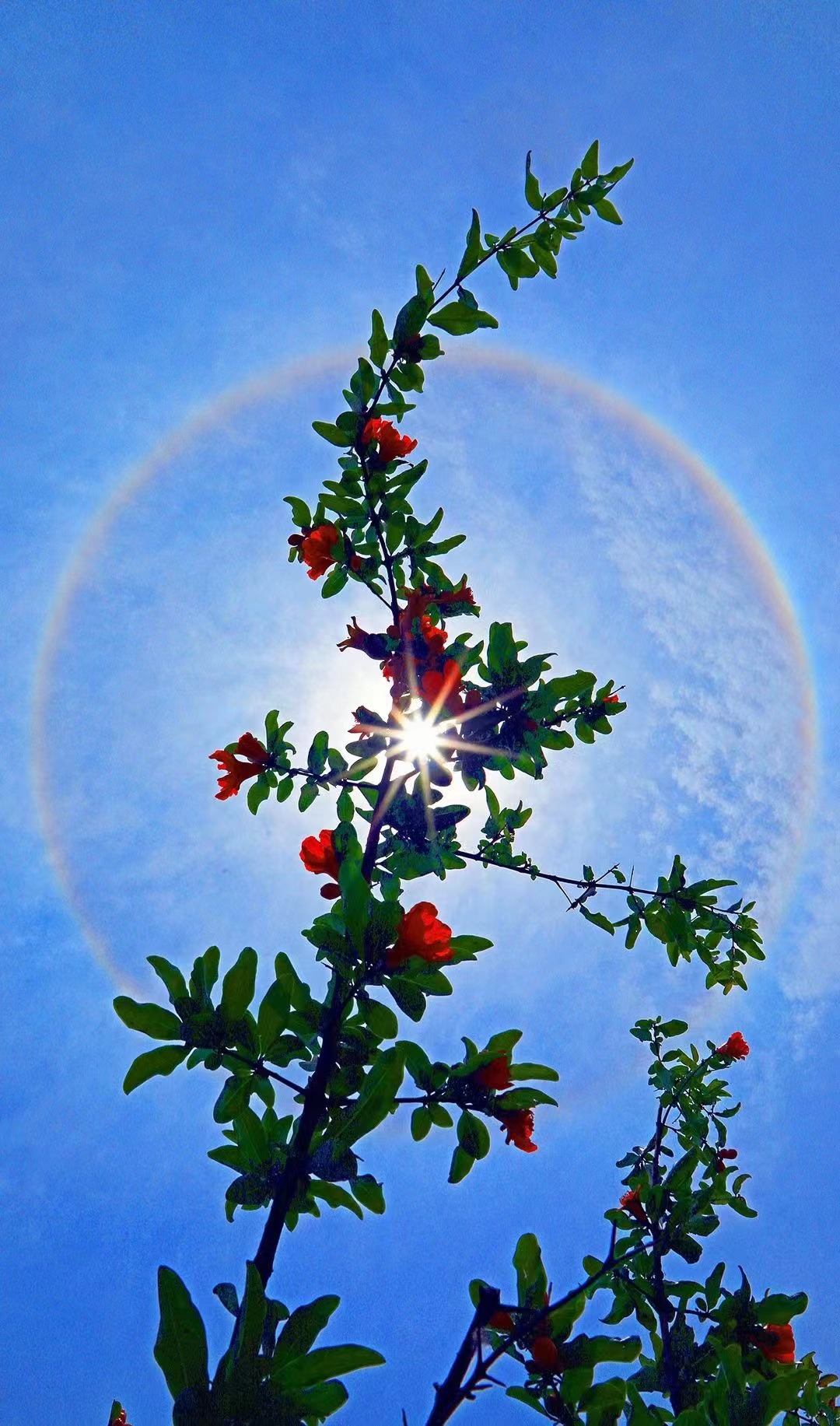 Solar Halo Shines over Linyi_fororder_1