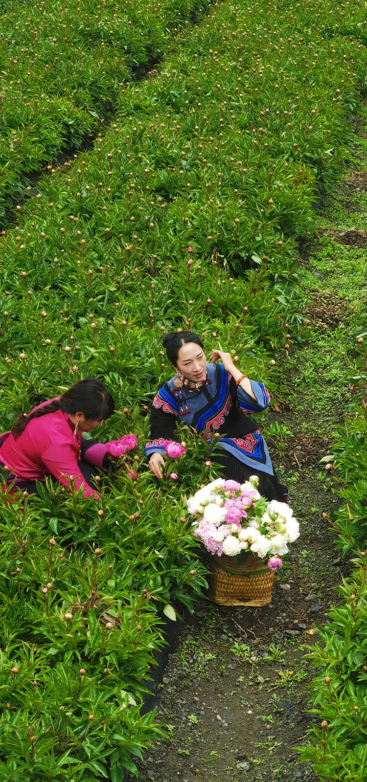 成都青白江:产业支援甘孜州九龙 数百亩芍药花含苞欲放_fororder_采摘芍药花现场-供图-成都市青白江区委宣传部