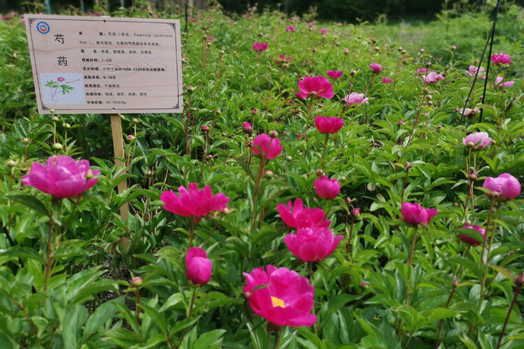 阿坝：冰山彩林药蜜谷 黑水中蜂“酿造”蜂农甜蜜生活_fororder_芍药花-供图-黑水县委宣传部