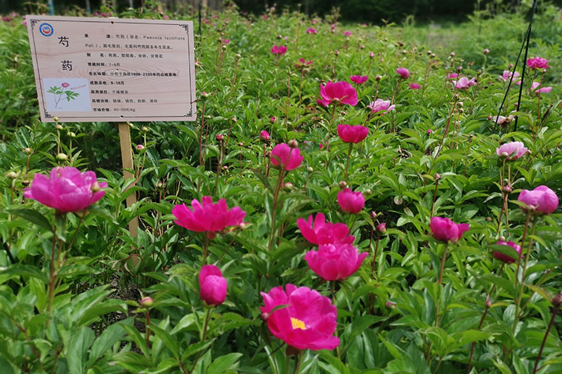 阿坝:冰山彩林药蜜谷 黑水中蜂“酿造”蜂农甜蜜生活_fororder_芍药花-供图-黑水县委宣传部