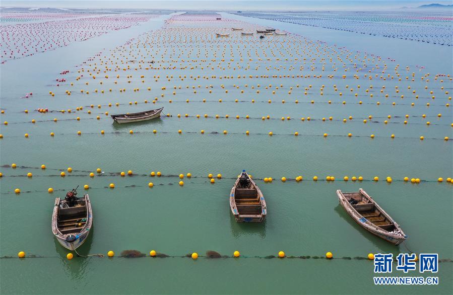 山东荣成:多彩养殖浮漂装饰美丽海湾_fororder_4