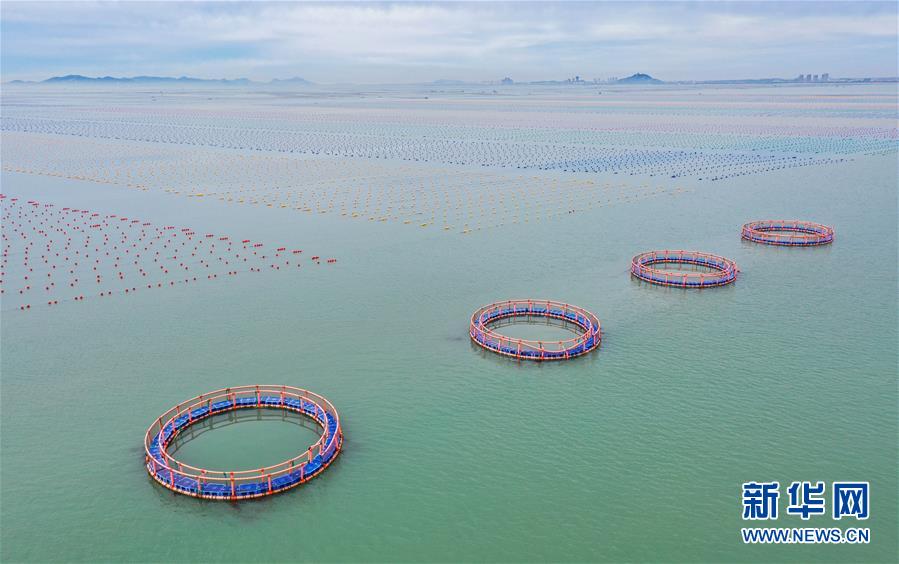 山东荣成:多彩养殖浮漂装饰美丽海湾