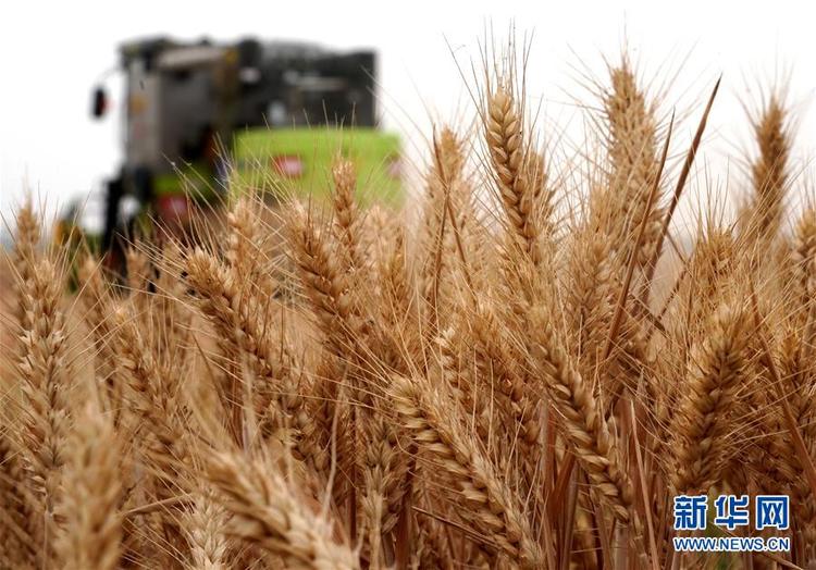 食为政首——稳住农业基本盘增添发展底气