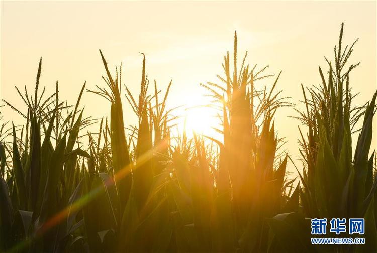 食為政首——穩(wěn)住農(nóng)業(yè)基本盤增添發(fā)展底氣