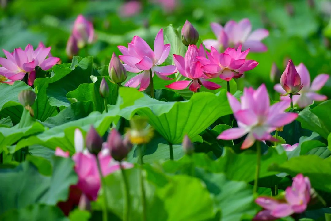 Lotus Enters Blooming Season in Luoyang_fororder_图片4