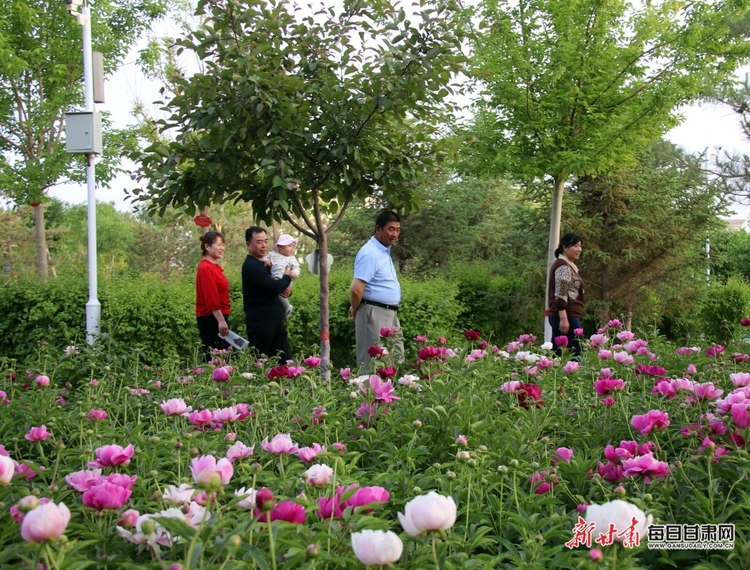 【焦点图】酒泉金塔县：芍药开花分外艳 农旅融合促增收_fororder_5