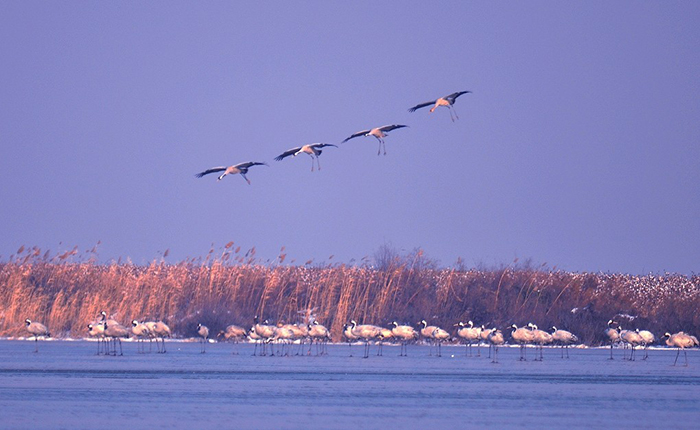 黄河20年不断流｜以黄河水之力助生态中国建设